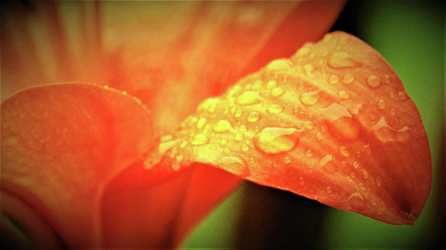 Flower Digital Art - Raindrops On Daylily by MichealAnthony 