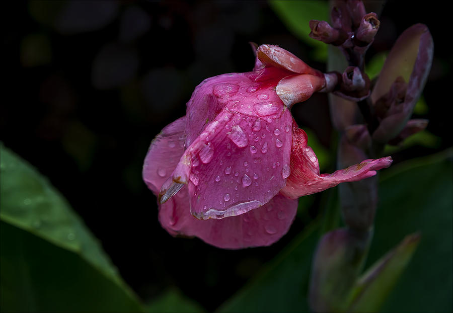 Raindrops on Dying Flower Photograph by Robert Ullmann