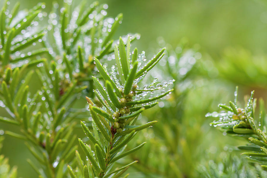 Raindrops on Evergreen Branches Photograph by Susan Schmidt - Fine