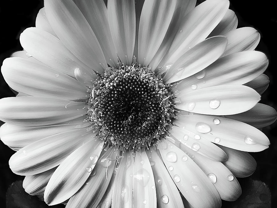 Daisy Photograph - Raindrops on Gerber Daisy Black and White by Jennie Marie Schell