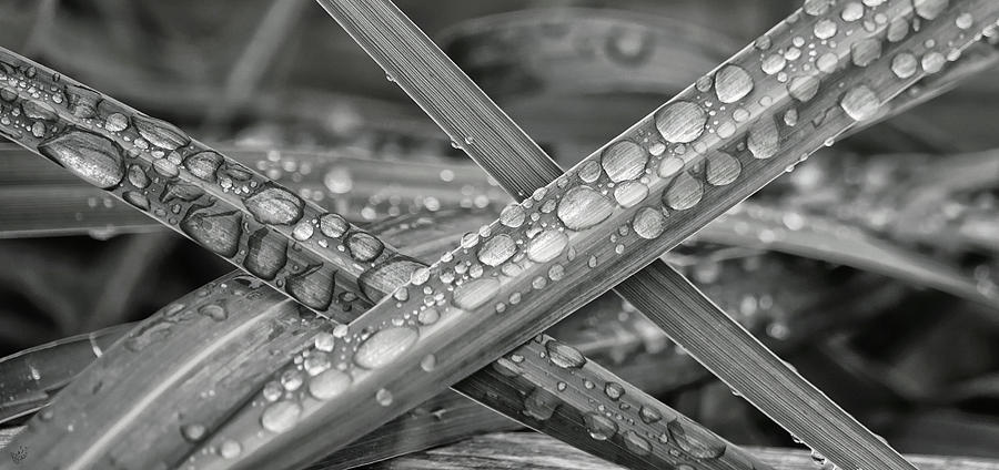 Raindrops on Grasses Photograph by Rick Lawler