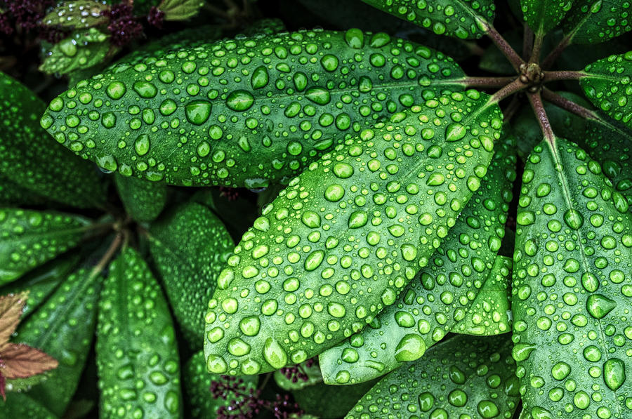 Raindrops on Green Leaves Photograph by Cathy Mahnke