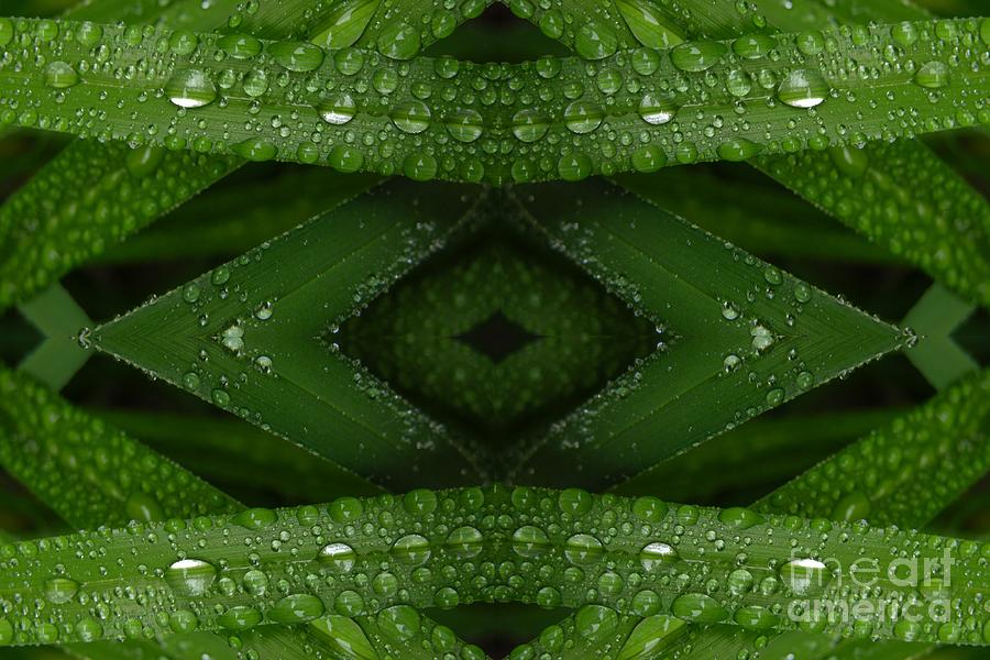 Raindrops on Green Leaves Collage Digital Art by Carol Groenen