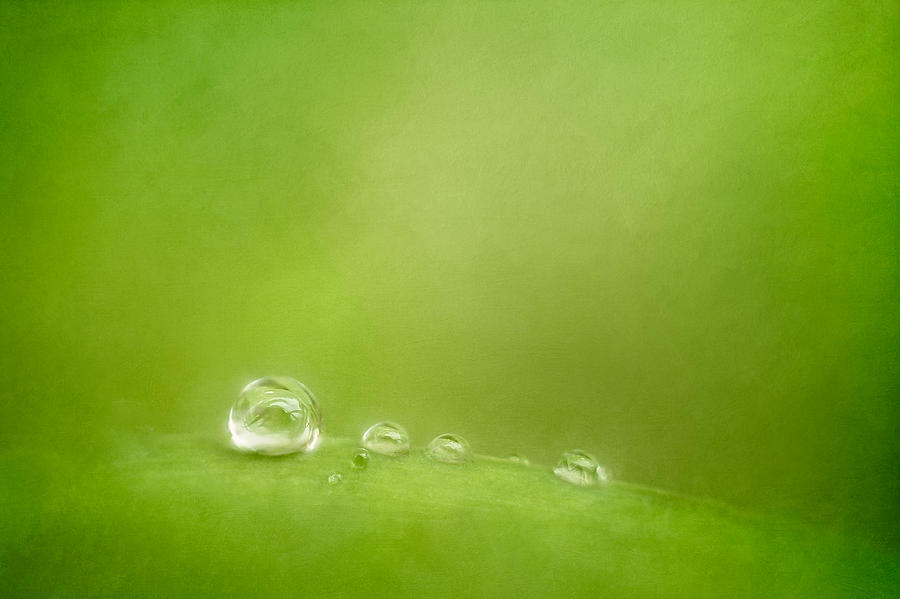 Raindrops On Green Photograph