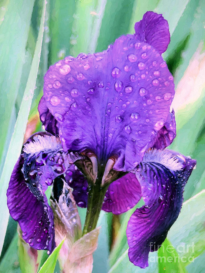 Raindrops on Iris Photograph by Janice Drew