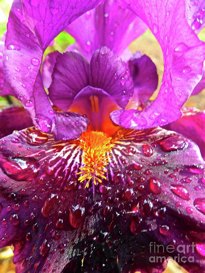 Raindrops on Iris Photograph by Jean Wright