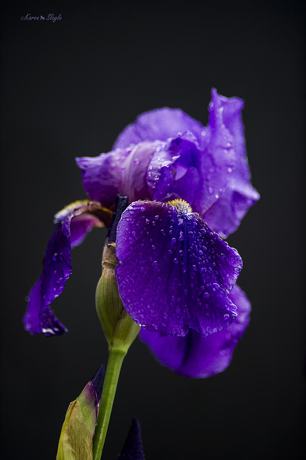 Iris Photograph - Raindrops on Iris by Karen Slagle