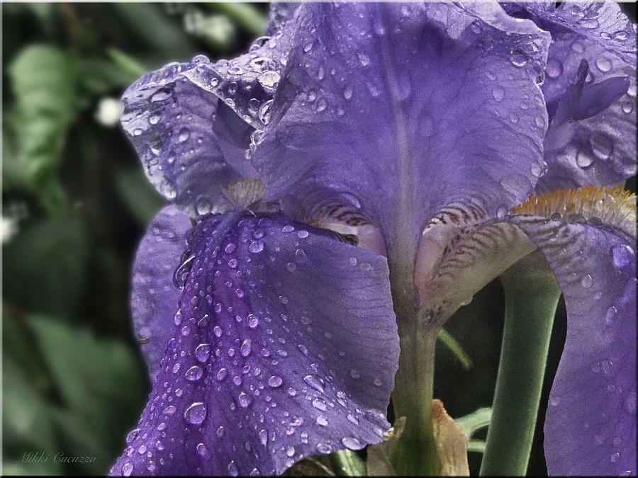 Raindrops on Iris Photograph by Mikki Cucuzzo