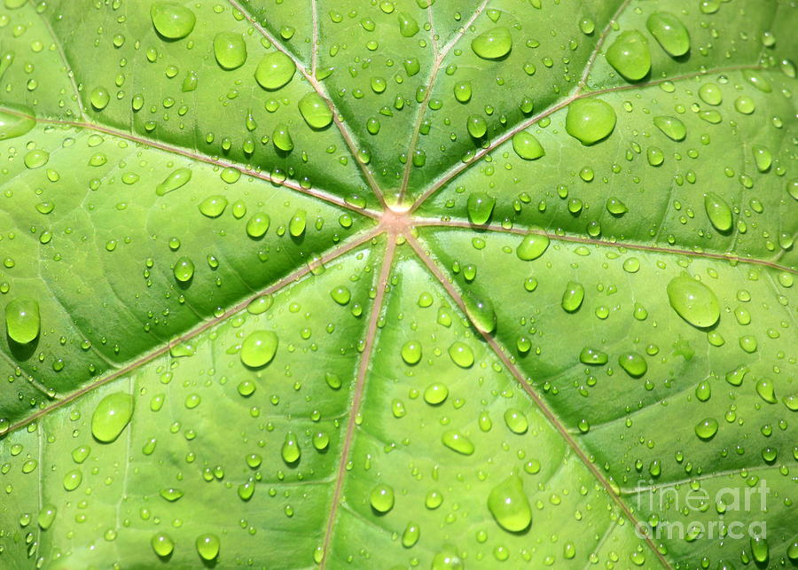 Raindrops on Leaf Photograph by Carol Groenen