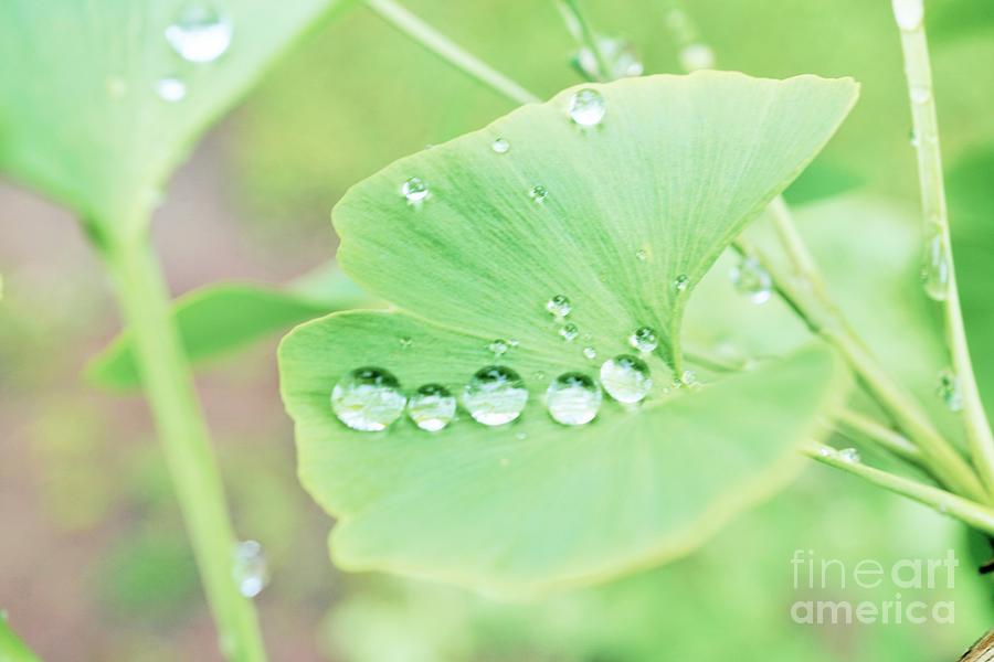 Raindrops on leaf Photograph by Merle Grenz
