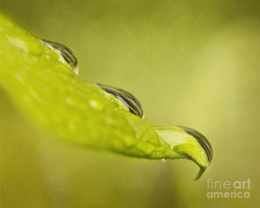 Nature Photograph - Raindrops on Leaf by Pam  Holdsworth