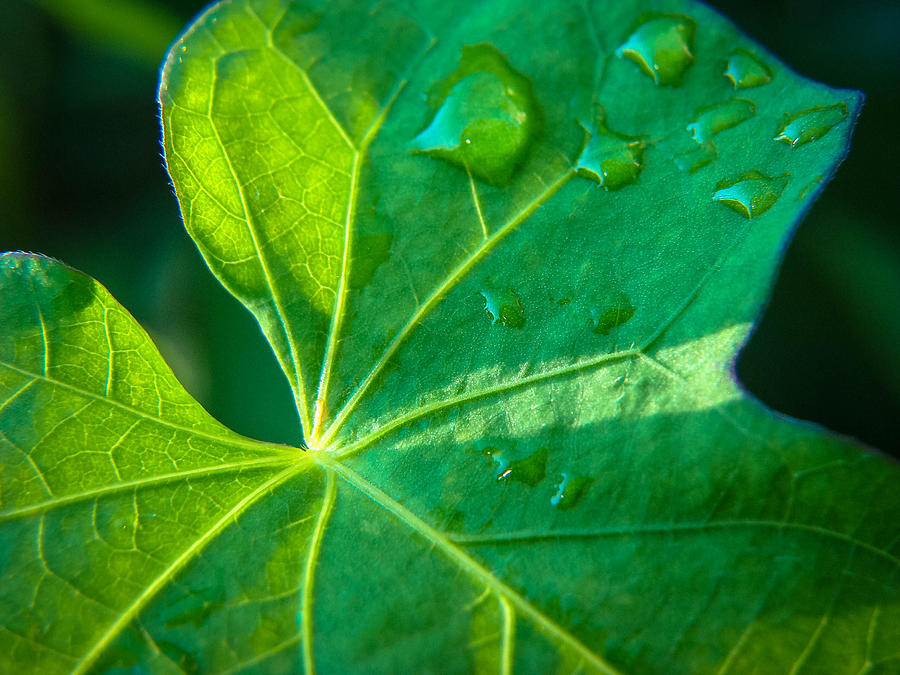 Raindrops on Leaf Photograph by Stacy Michelle Smith
