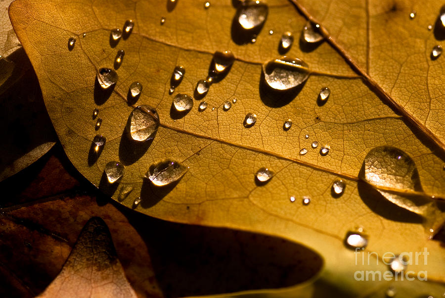 Raindrops on Leaf Photograph by Venetta Archer