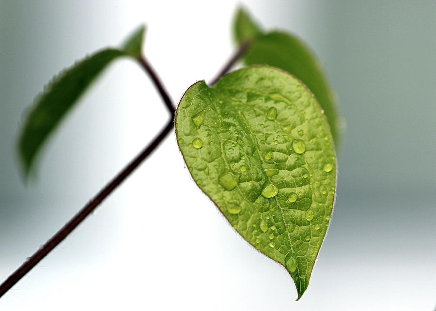 Raindrops On Leaves Photograph by Joseph Skompski