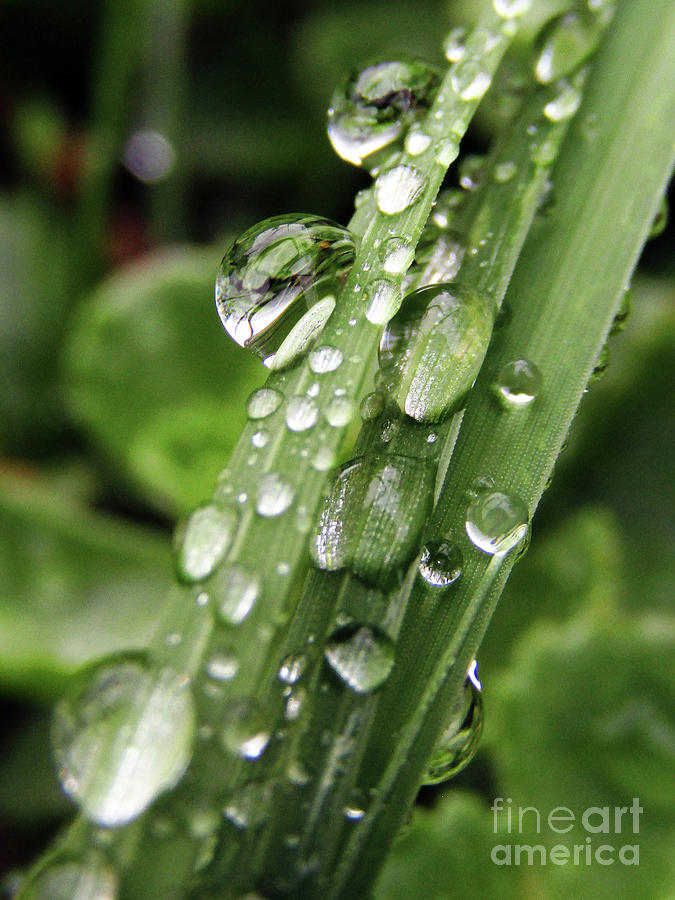 Raindrops On Leaves Photograph by Kim Tran