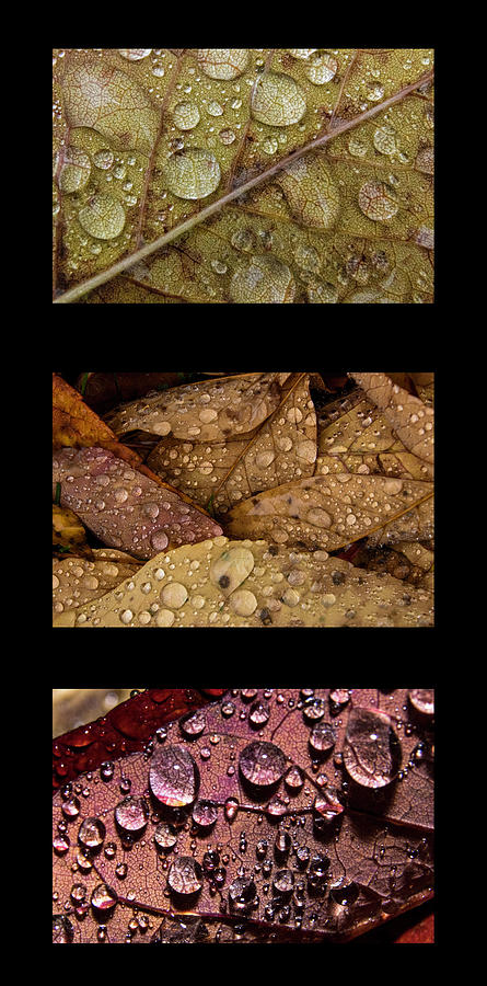 Raindrops on Leaves Triptych Photograph by Ira Marcus