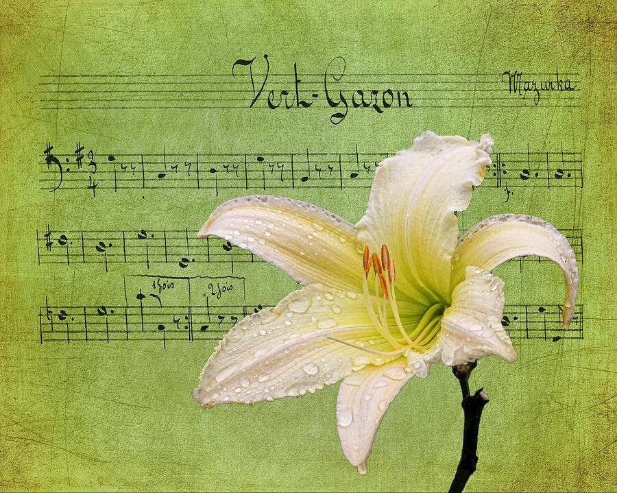 Raindrops on Lily Photograph by Judy Vincent