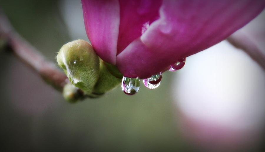 Raindrops On Magnolias Photograph