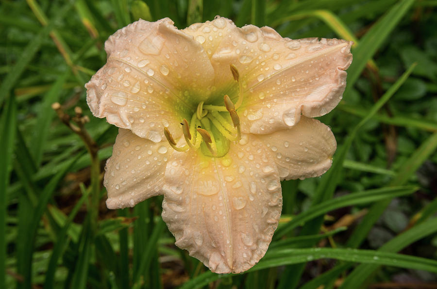 Raindrops on Millies Lily Photograph by Douglas Barnett