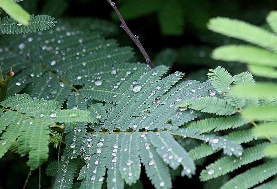 Raindrops on Mimosa Photograph by Sheila Brown