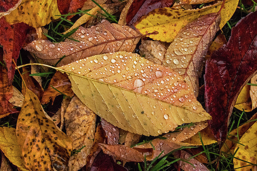 Raindrops On Multicolor Leaf Group Photograph