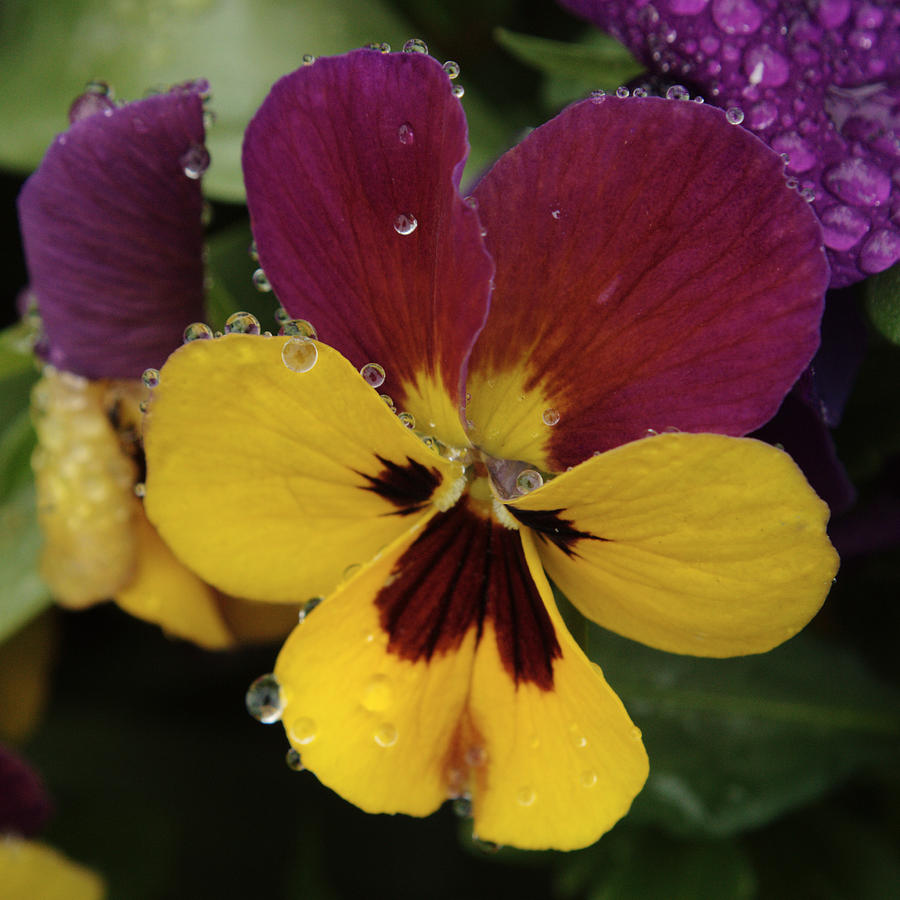 Raindrops On Multicolour Pansy Photograph by Adrian Wale