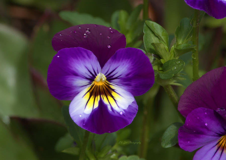 Flower Photograph - Raindrops On Pansies by Jeanette C Landstrom