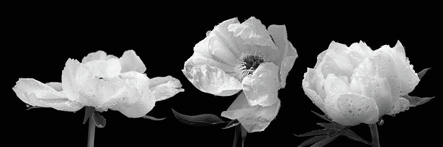 Raindrops on Peonies Black and White Panoramic Photograph by Gill Billington