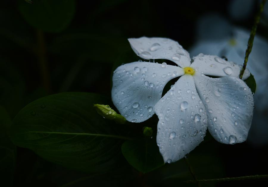 Raindrops on Phlox Photograph by Warren Thompson