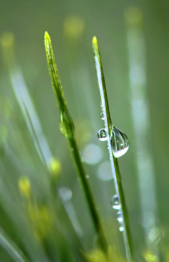 Raindrops on Pine Needles Photograph by Carolyn Derstine