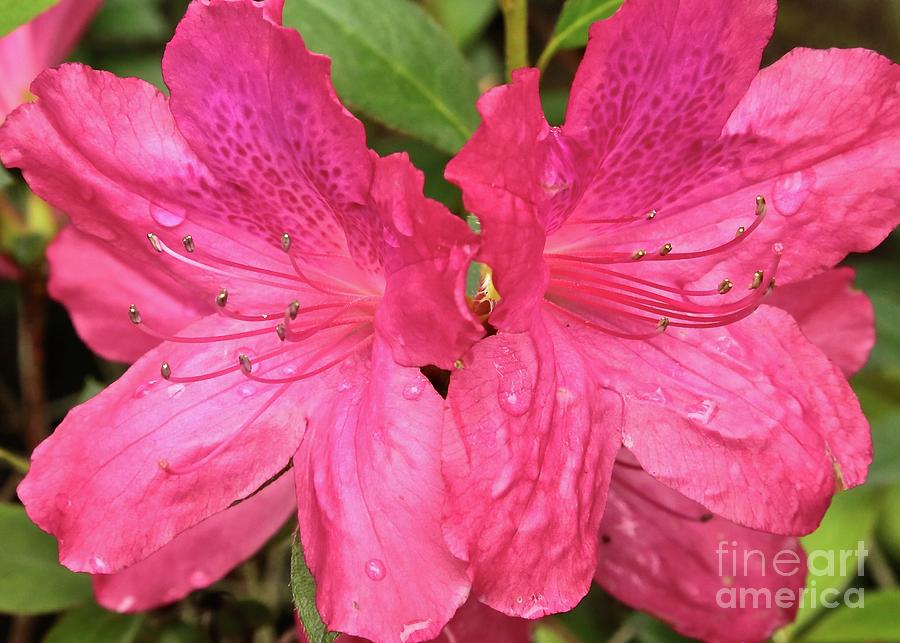 Raindrops on Pink Azaleas Photograph by Carol Groenen