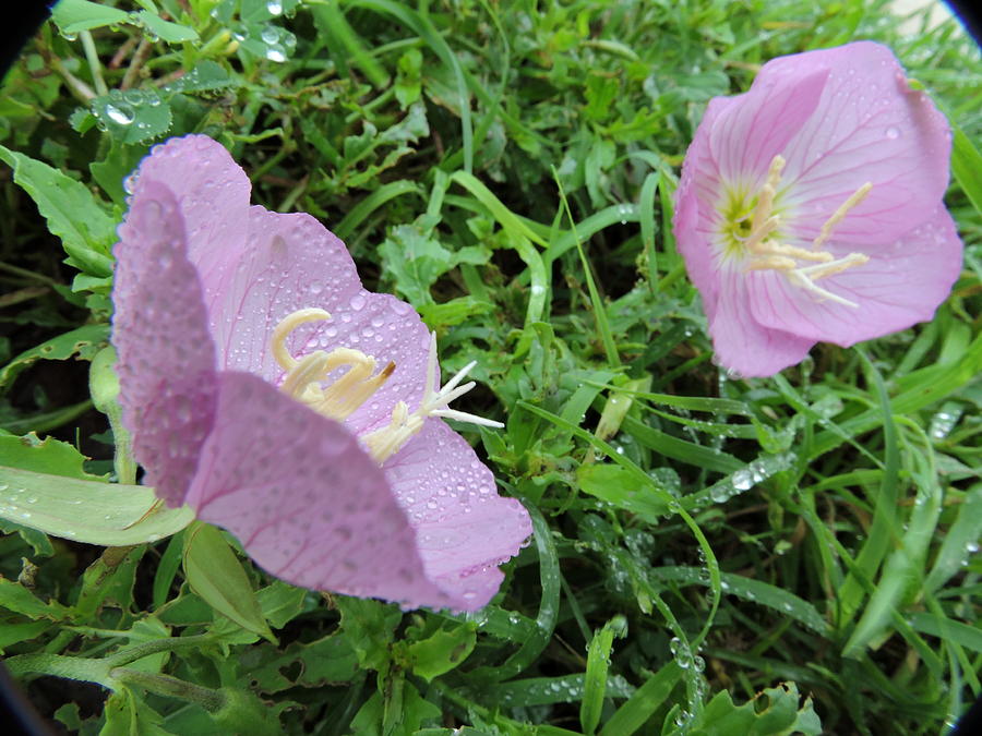 Raindrops On Pink Evening Primrose Photograph by Cindy Clements