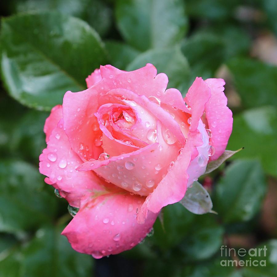 Raindrops on Pink Rose Photograph by Carol Groenen