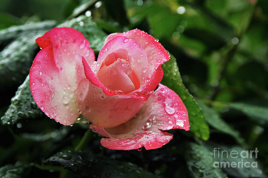 Raindrops On Pink Rose Photograph by Gabriele Pomykaj