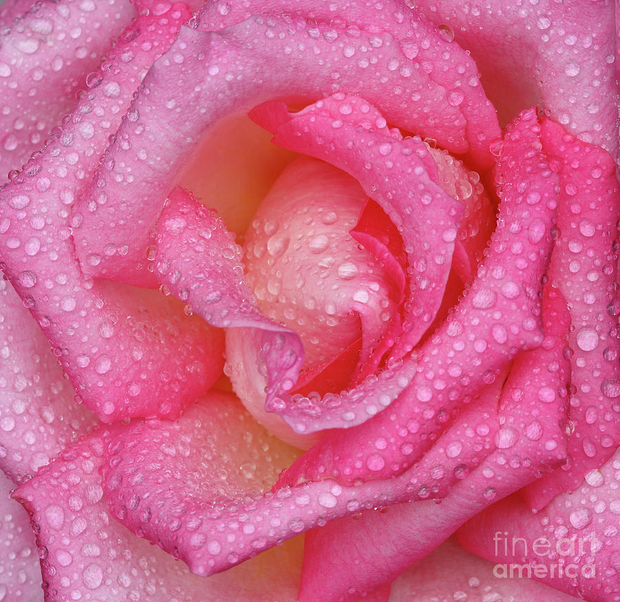Raindrops on Pink Rose Photograph by Nicholas Burningham