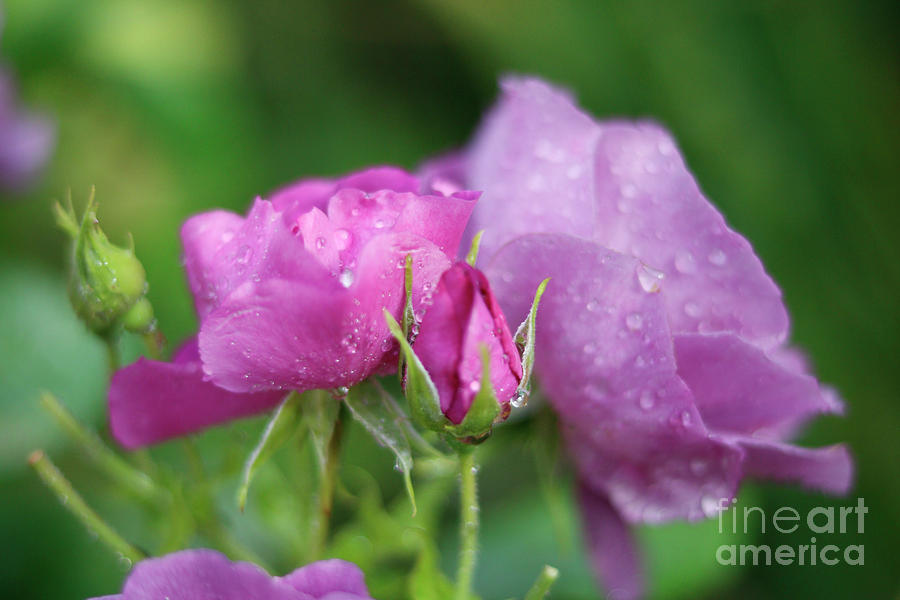 Raindrops on Pink Roses  Photograph by Terri Waters