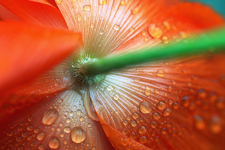 Raindrops On Poppy Photograph by Joseph Skompski