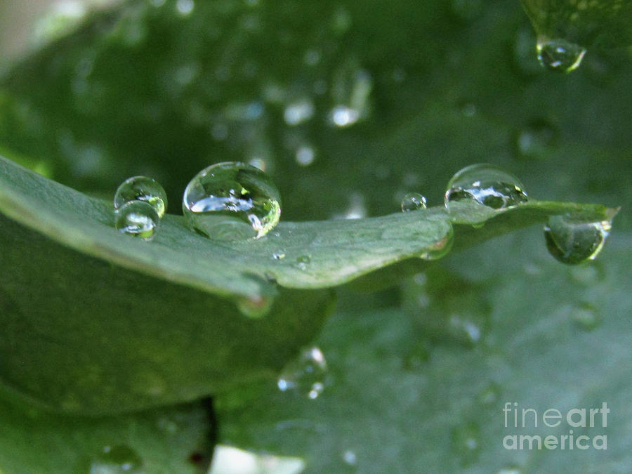 Raindrops On Poppy Leaf 3 Photograph by Kim Tran