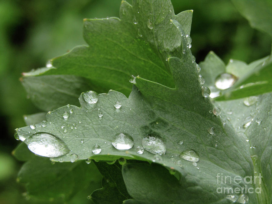 Raindrops On Poppy Leaf  4 Photograph by Kim Tran