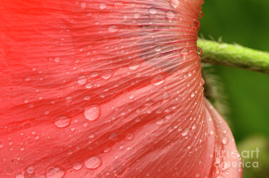 Raindrops on Poppy Photograph by Sharon Talson