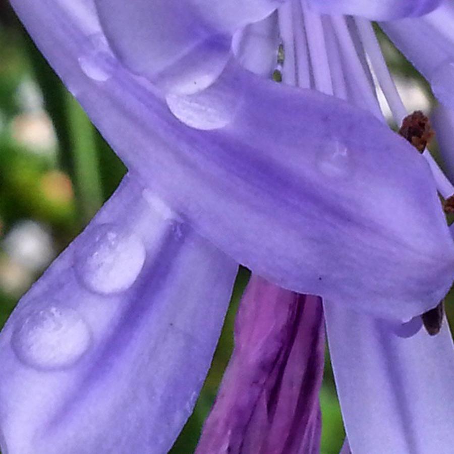 Flower Photograph - Raindrops On Purple Flowers by Cheray Dillon