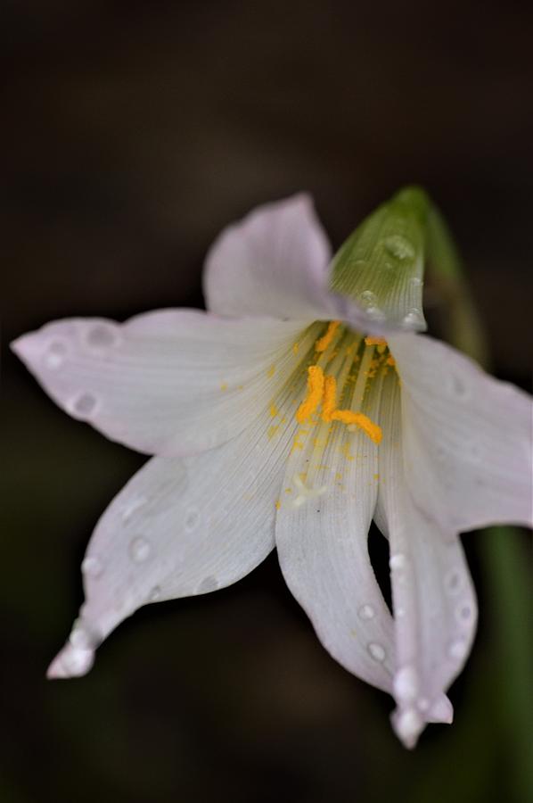 Flowers Still Life Photograph - Raindrops On Rain Lily by Warren Thompson