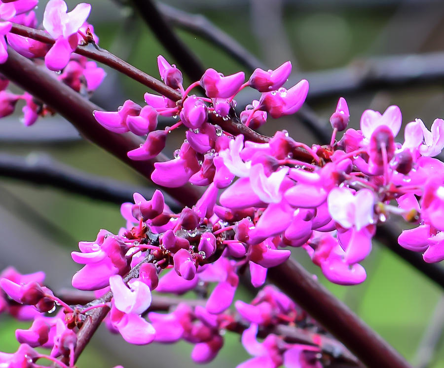 Raindrops On Western Red Bud Photograph