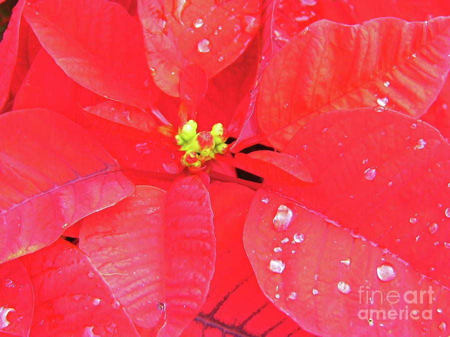 Raindrops On Red Photograph by D Hackett