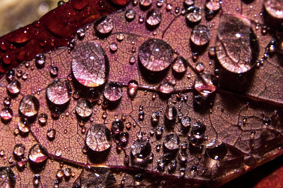 Raindrops on Red Leaf Photograph by Ira Marcus
