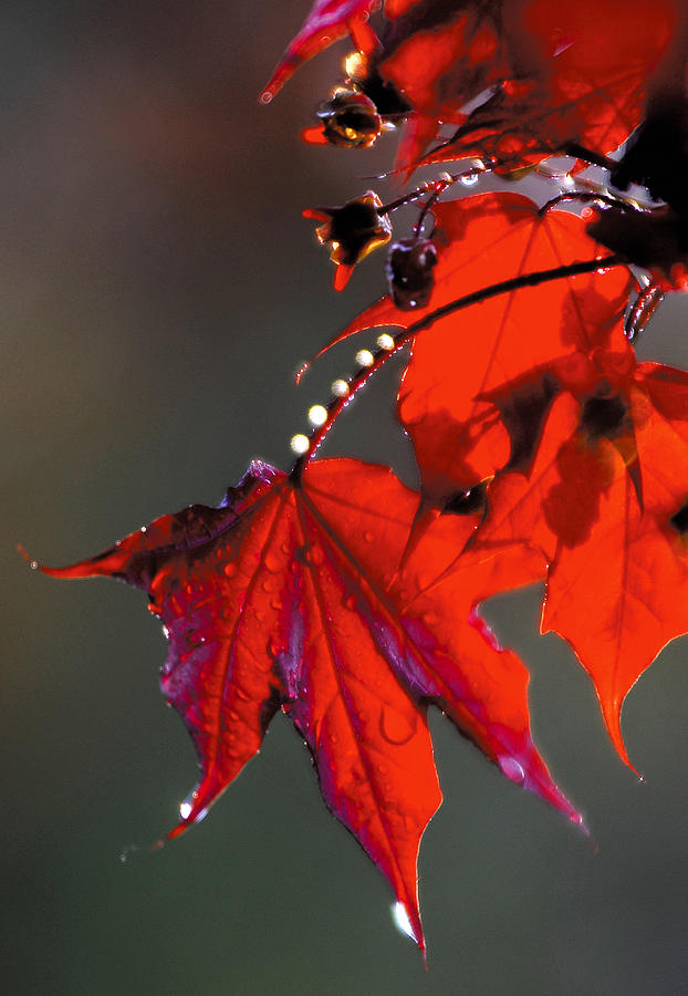 Raindrops on Red Leaves Photograph by Steve Somerville