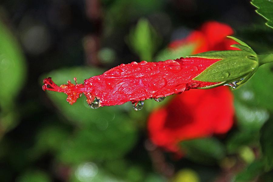 Raindrops on Red Photograph by Michiale Schneider