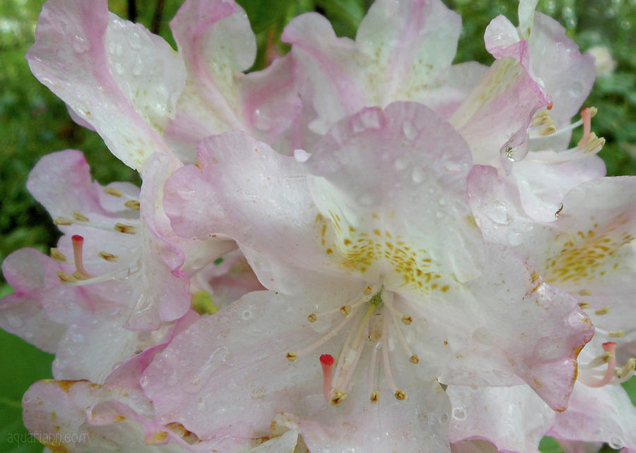 Raindrops on Rhododendron Photograph by Kristin Aquariann