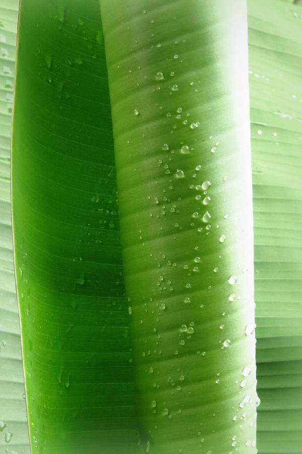 Raindrops on Rolled Banana Leaf Photograph by Wanderbird Photographi LLC