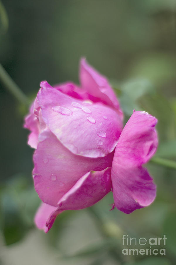 Raindrops on rose Photograph by Cindy Garber Iverson